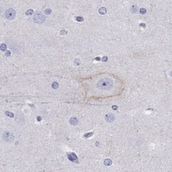 Cadherin-9 Antibody, Novus Biologicals 0.1mL; Unlabeled:Antibodies, Polyclonal